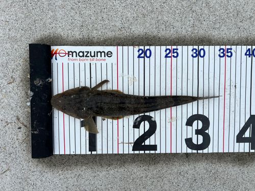 マゴチの釣果