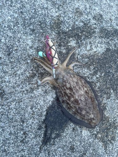 ソゲの釣果