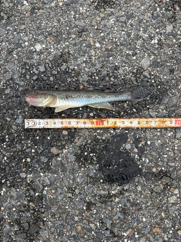 ハゼの釣果