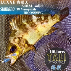 メバルの釣果