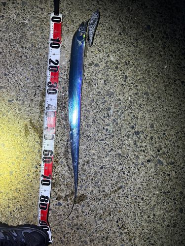 タチウオの釣果