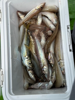 キスの釣果