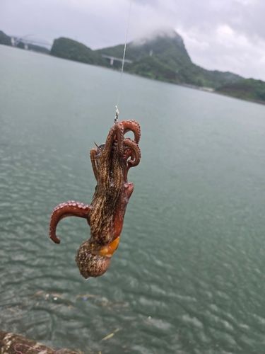 タコの釣果