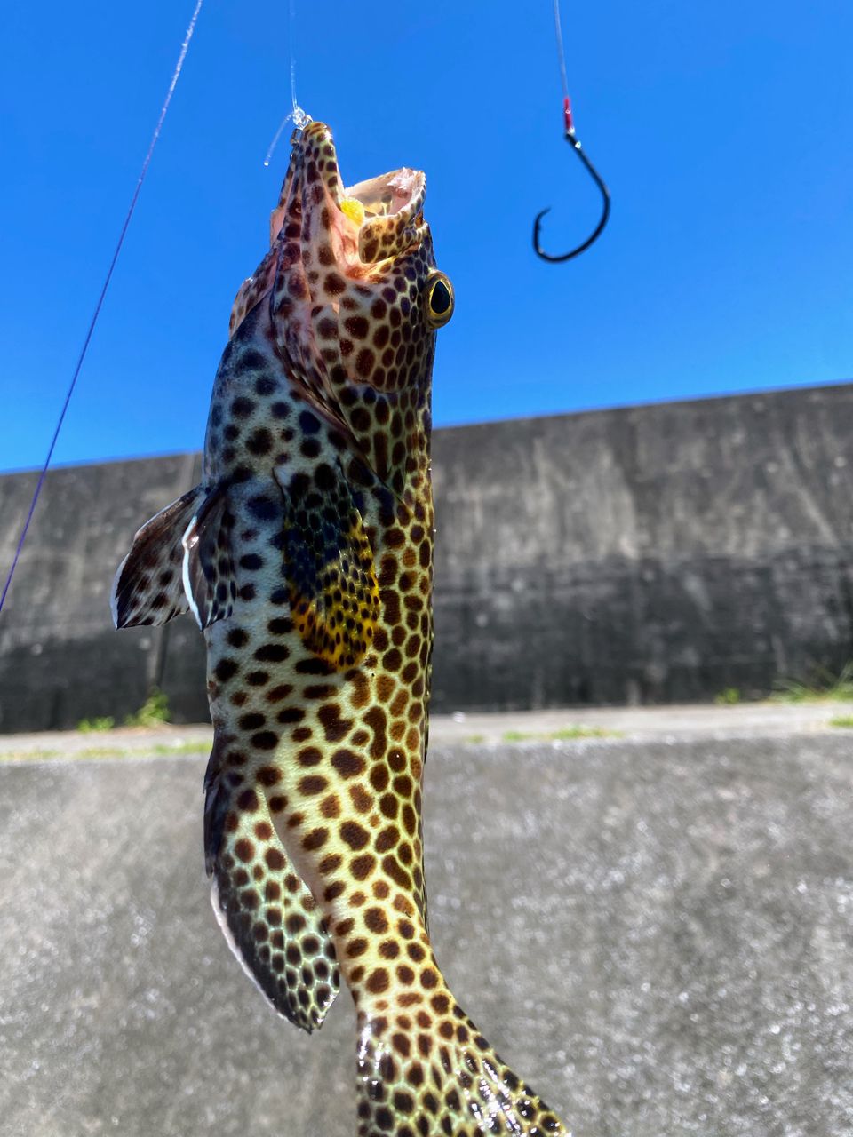 イシミーバイの釣果写真