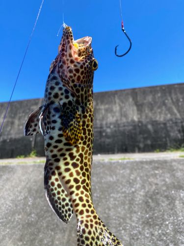イシミーバイの釣果