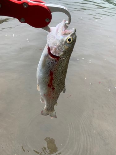 ニジマスの釣果