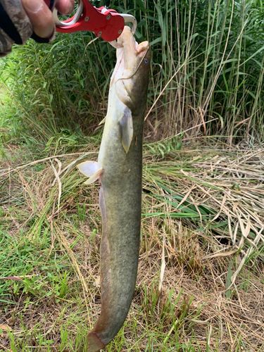 ナマズの釣果