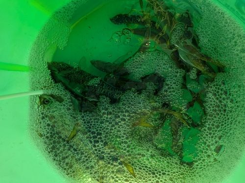 マアジの釣果