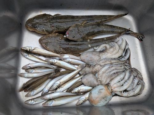 マゴチの釣果
