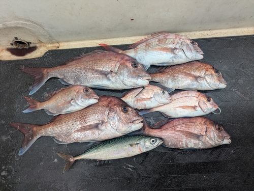 マダイの釣果