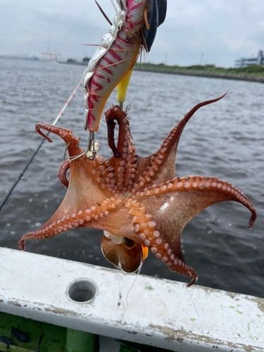 タコの釣果