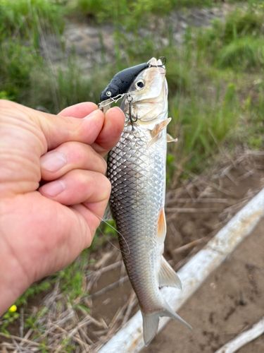 ニゴイの釣果