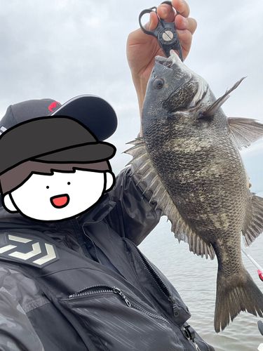 トラフグの釣果