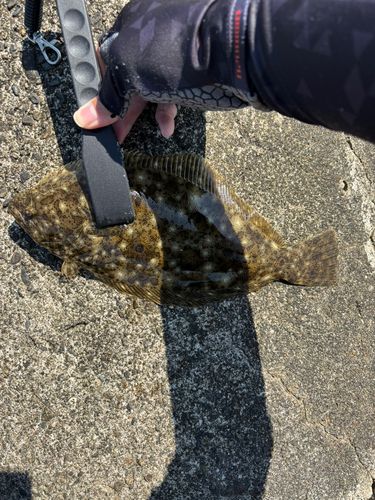 ヒラメの釣果