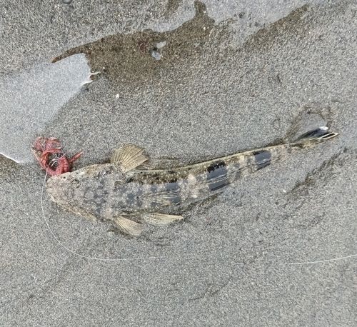 マゴチの釣果