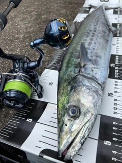 サワラの釣果