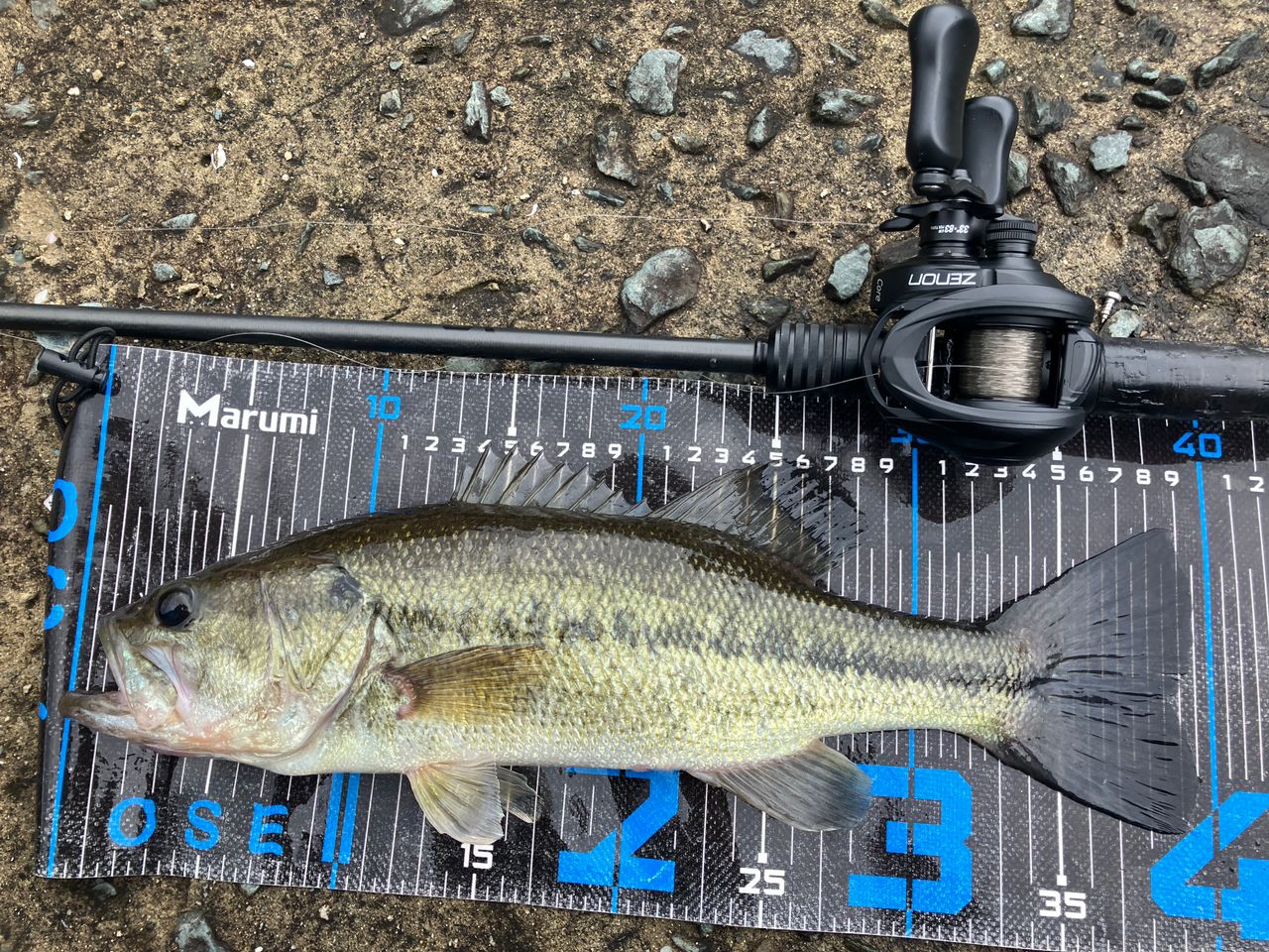 ブラックバスの釣果写真