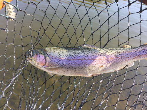 ニジマスの釣果