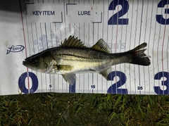 セイゴ（マルスズキ）の釣果