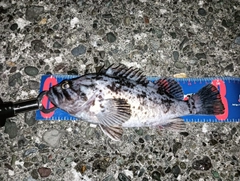 クロソイの釣果