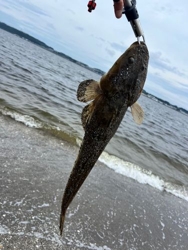 マゴチの釣果