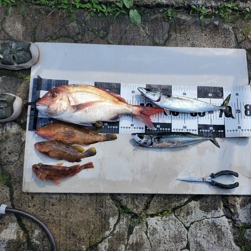 マダイの釣果