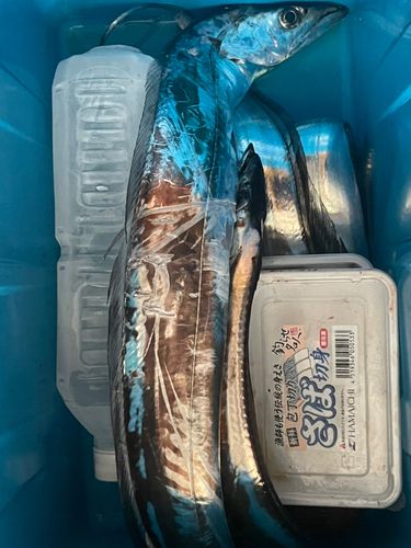 タチウオの釣果