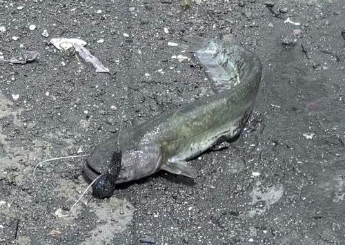 ナマズの釣果