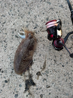 コウイカの釣果