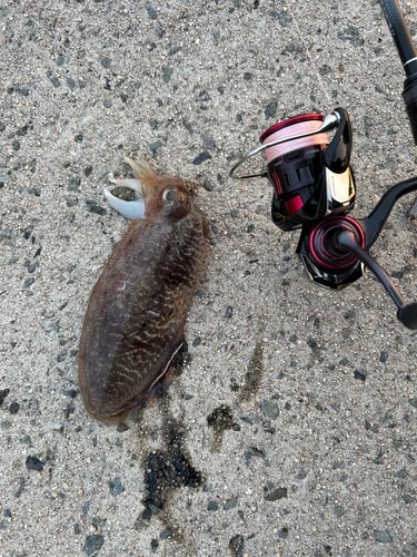 コウイカの釣果