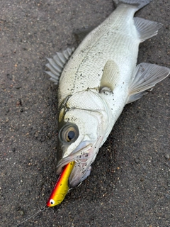セイゴ（ヒラスズキ）の釣果