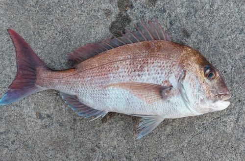 マダイの釣果