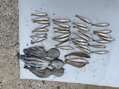 キスの釣果
