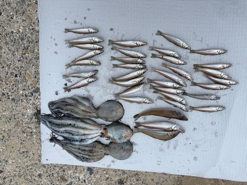 キスの釣果
