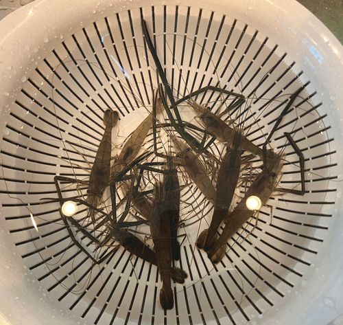 テナガエビの釣果