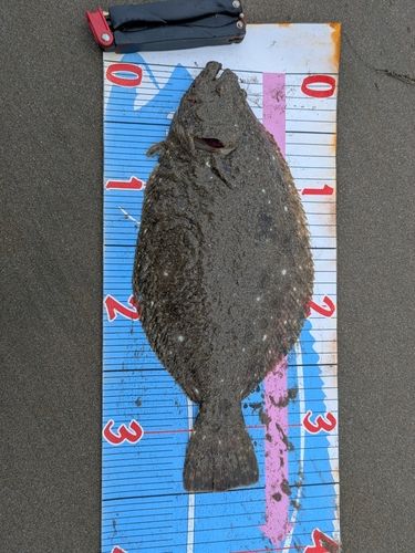 ソゲの釣果