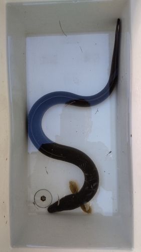 ウナギの釣果