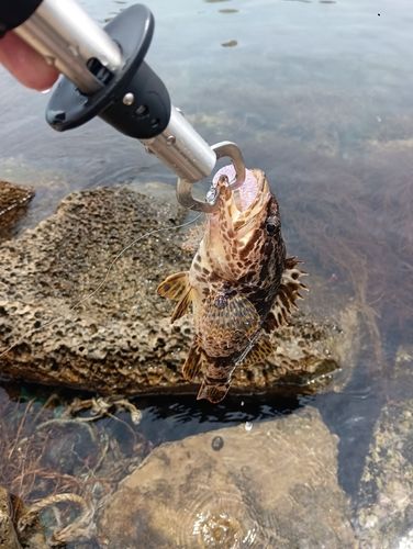 アサヒアナハゼの釣果
