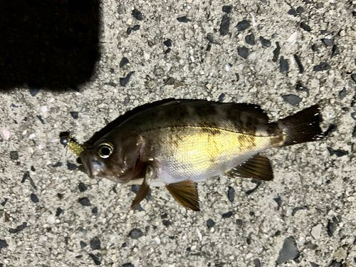 メバルの釣果
