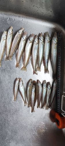 シロギスの釣果