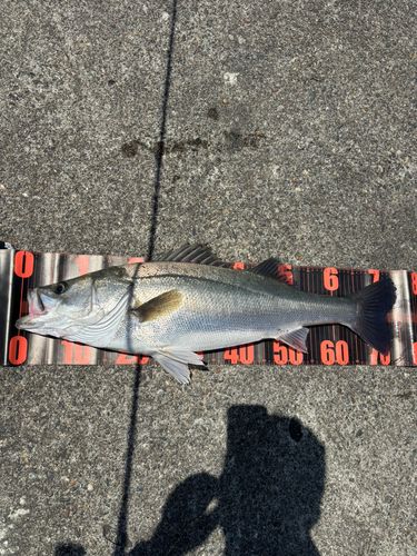スズキの釣果