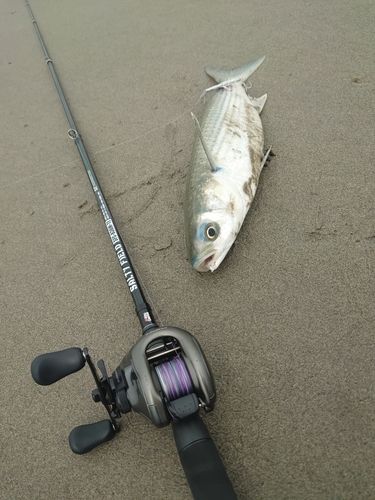 ボラの釣果