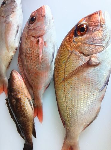 釣果