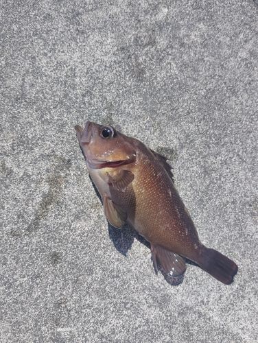 ガヤの釣果