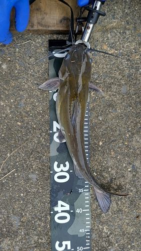 アメリカナマズの釣果