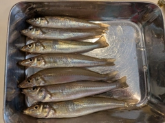 シロギスの釣果