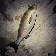 イサキの釣果