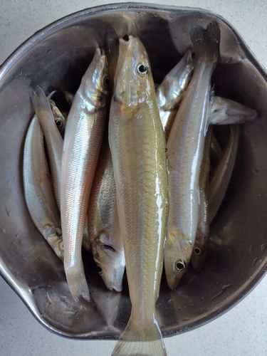 キスの釣果