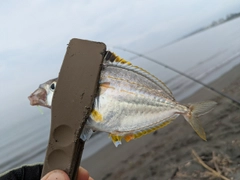 ヒイラギの釣果