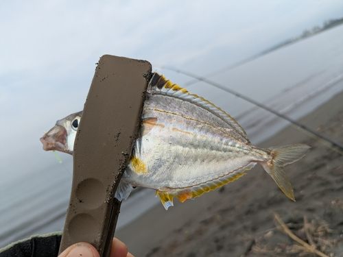 ヒイラギの釣果